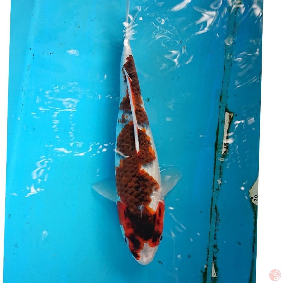 GOROMO 27 CM