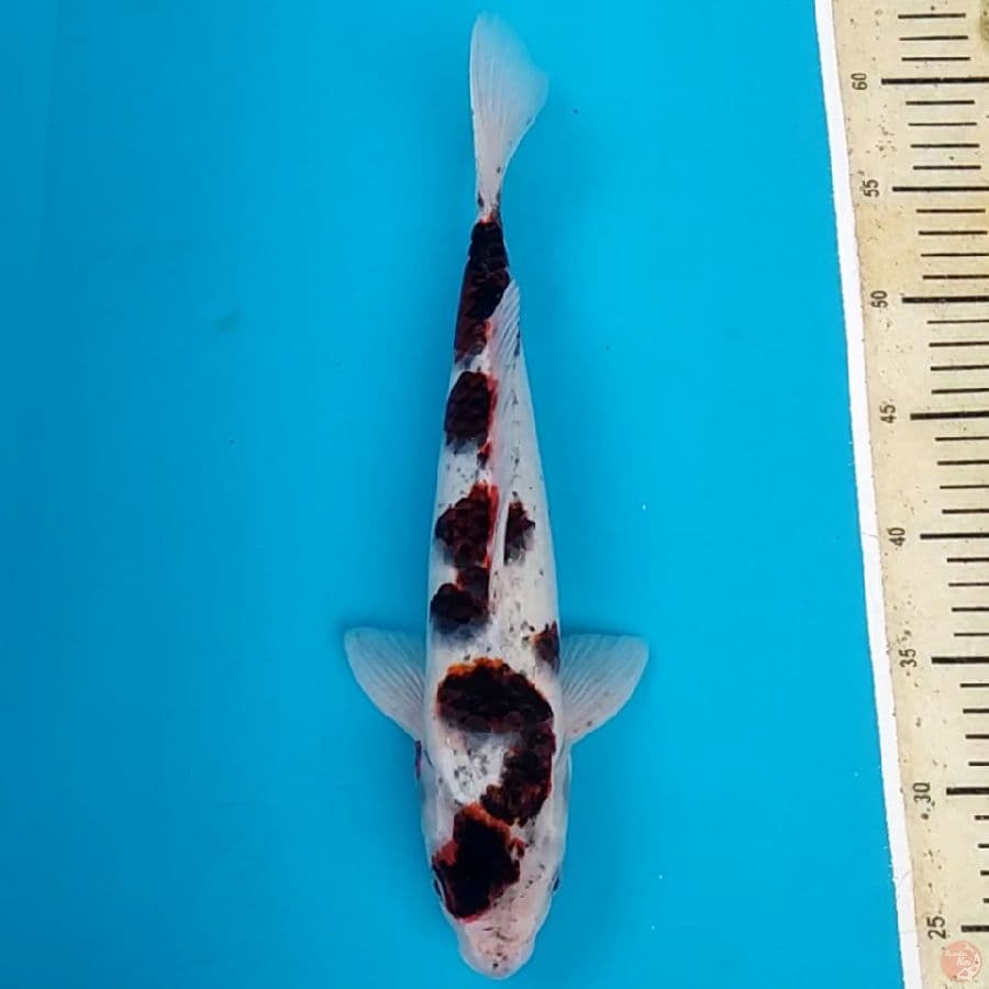 Budho Goromo ~36 M