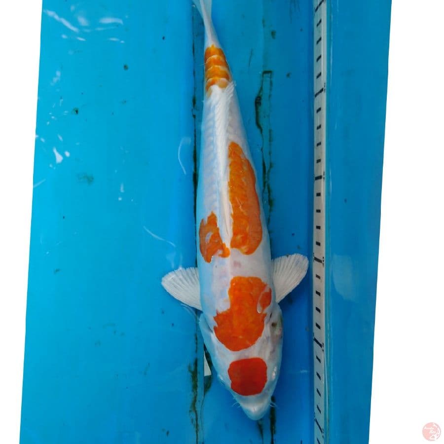 KIKUSHUI 28 CM