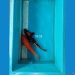 bini goi utsuri 30 28 cm 
