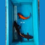 mix 3 ekor 28 34 cm 