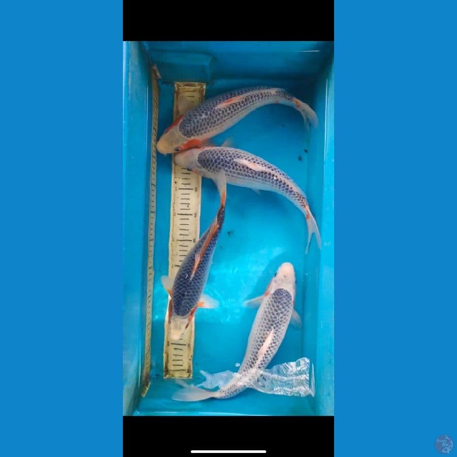 paket JT kepala bersih asagi Sq-Hq 30-36cm