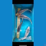 paket JT kepala bersih asagi Sq-Hq 30-36cm