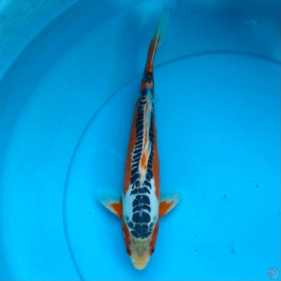 shusui + 2serti 32cm male