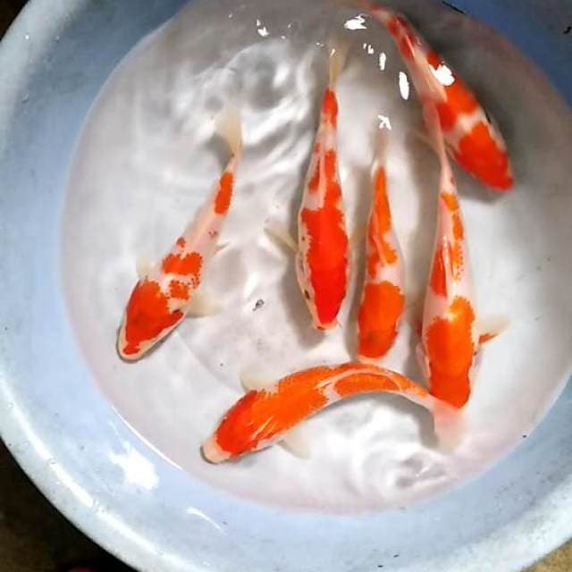 Paket 6 ekor kohaku