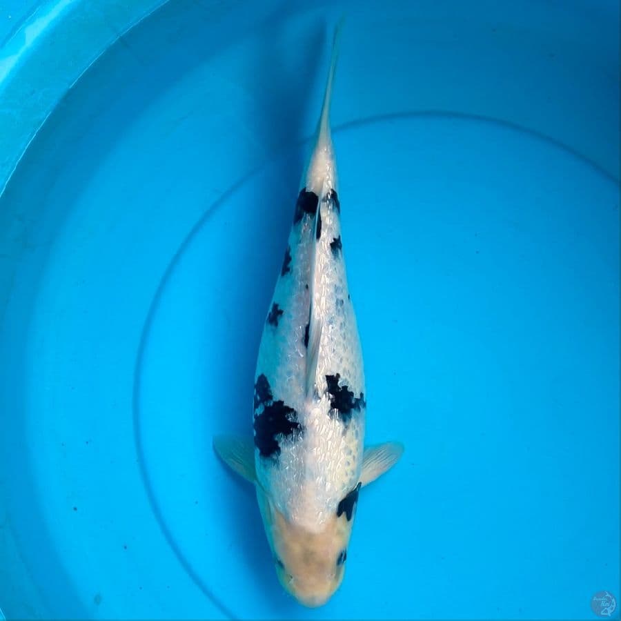 baby face shiro ginrin calon jumbo 38cm female