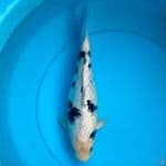 baby face shiro ginrin calon jumbo 38cm female
