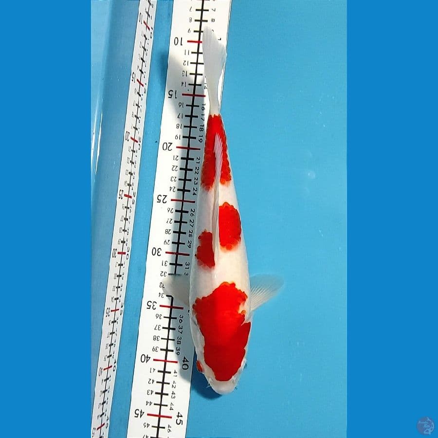 original 30cm