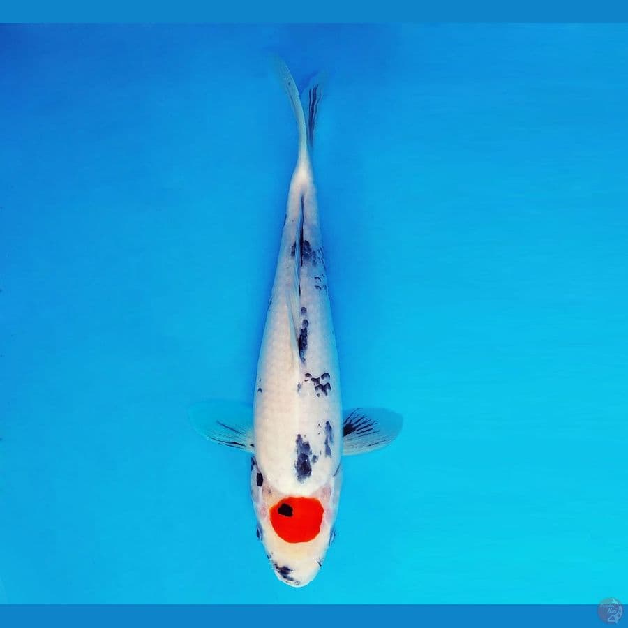 MATSURI 15 ~ Tancho Showa Evolution 29 cm/fm ™
