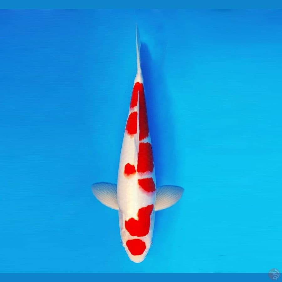 MATSURI 4 ~ Kohaku 37 cm/fm ™