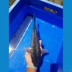 35cm 