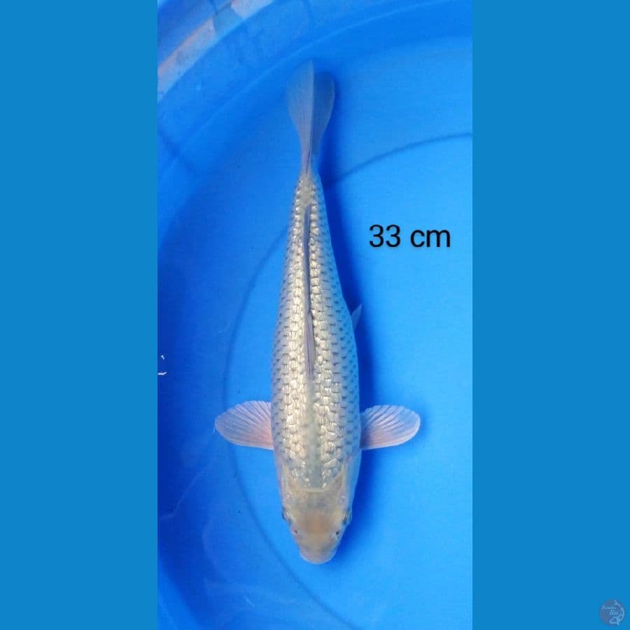soragoi 33 cm