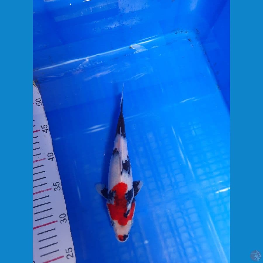 27 cm 