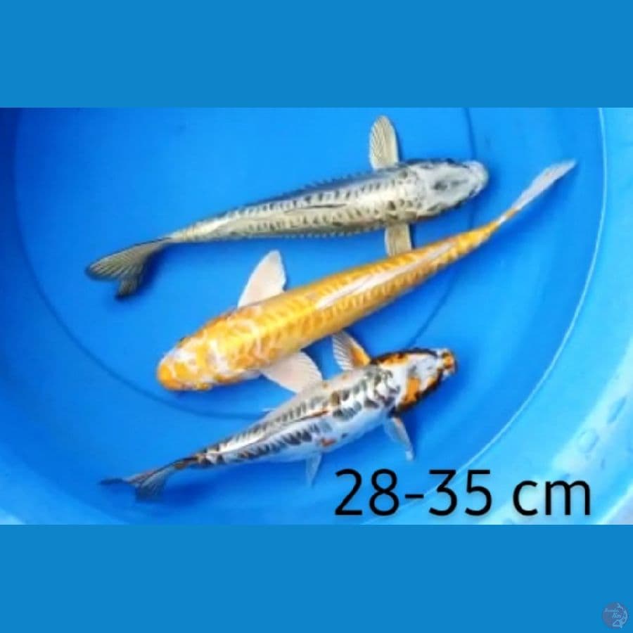 kiko 28-35 cm