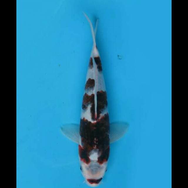 25cm Male - Sq Budo Koromo 