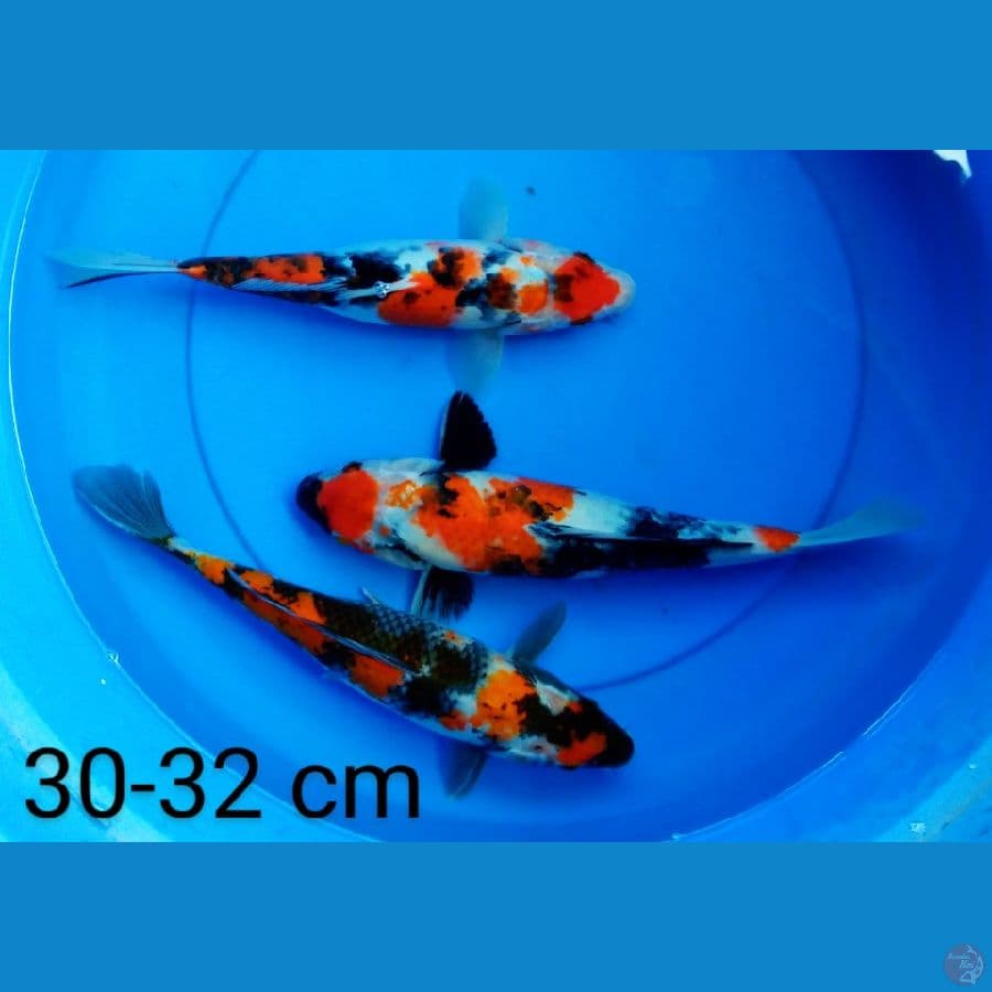 trio showa 30-32 cm