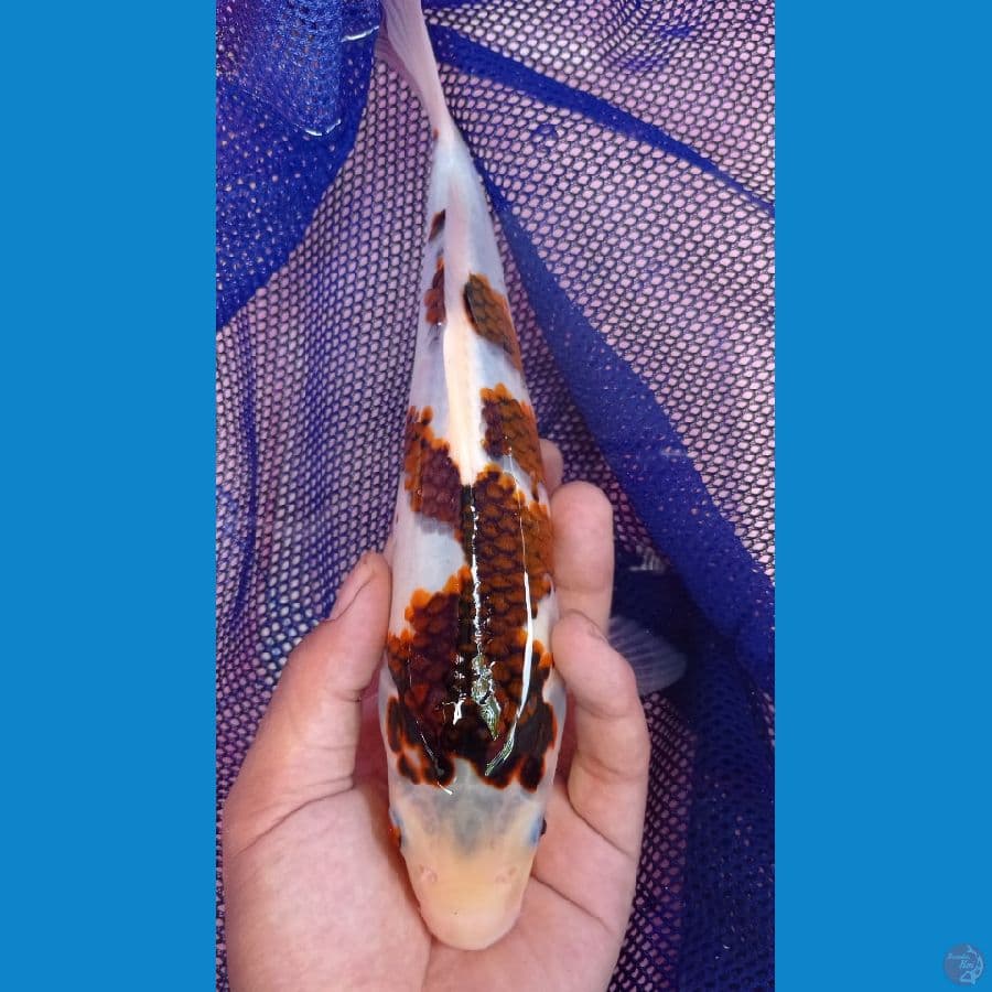 koromo 25cm