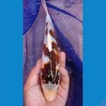 koromo 25cm