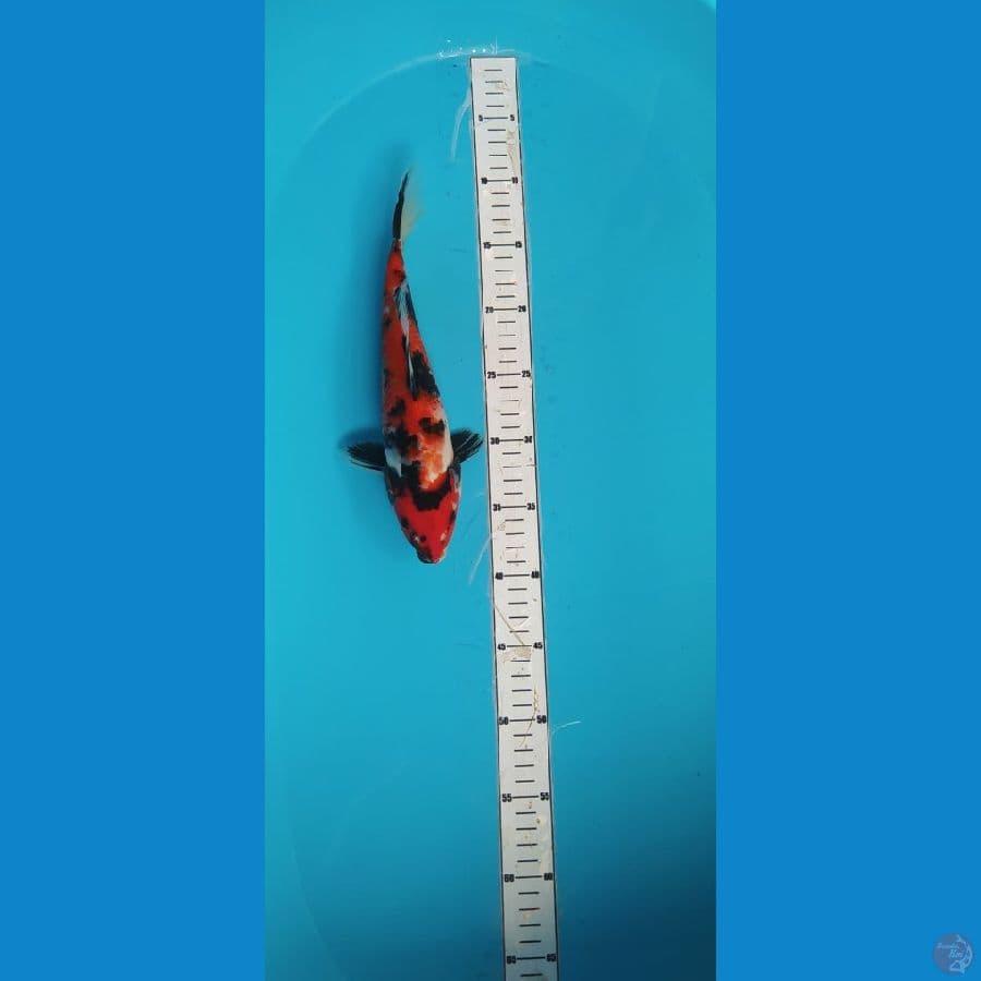 showa 28cm
