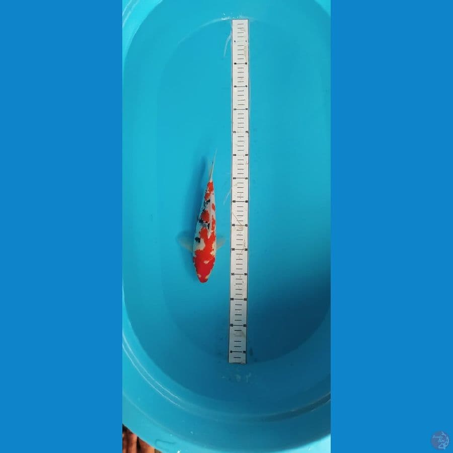 showa 27cm