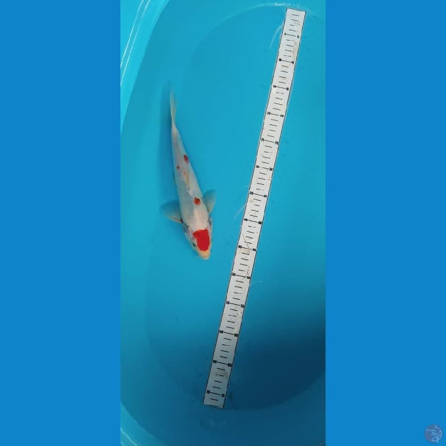 maruten tategoi 30cm
