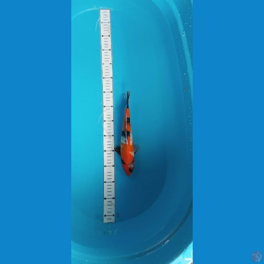 showa 28cm