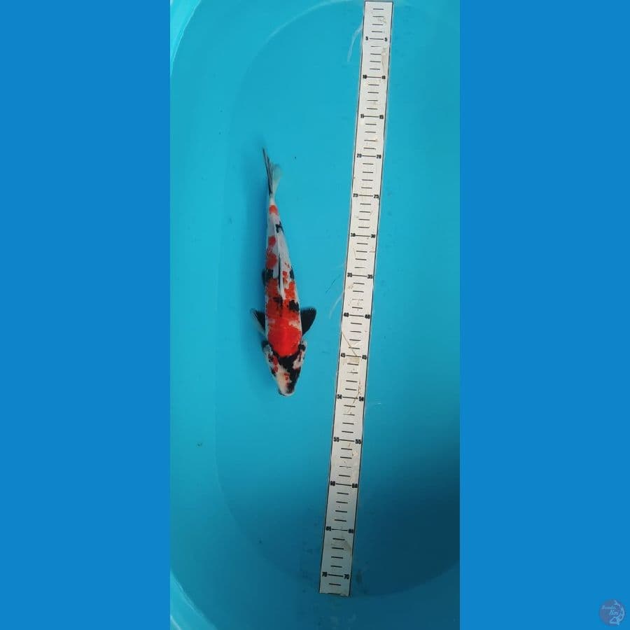 showa 29cm