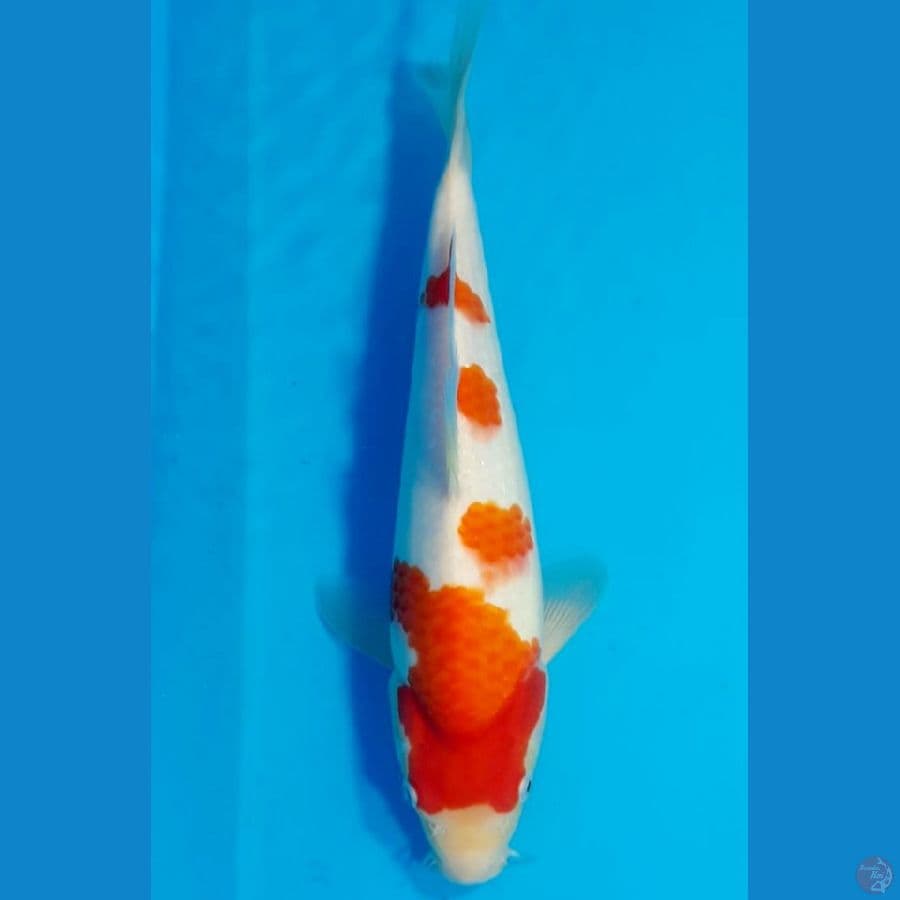 HQ KOHAKU 55cm Serty