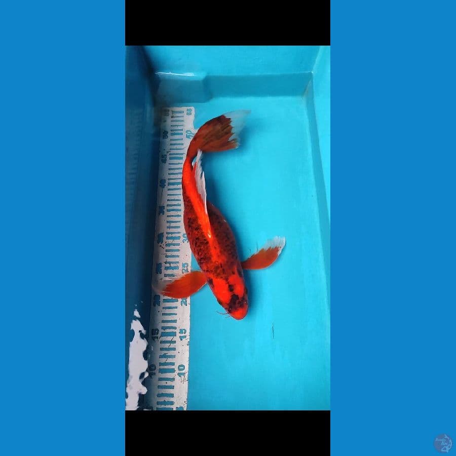AKAMATSUBA 40CM