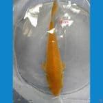 KARASI CORN 23 cm HQ