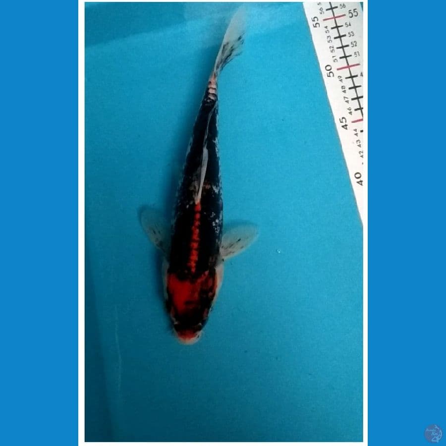 Benikumon 27cm Jantan.