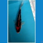 Benikumon 27cm Jantan.