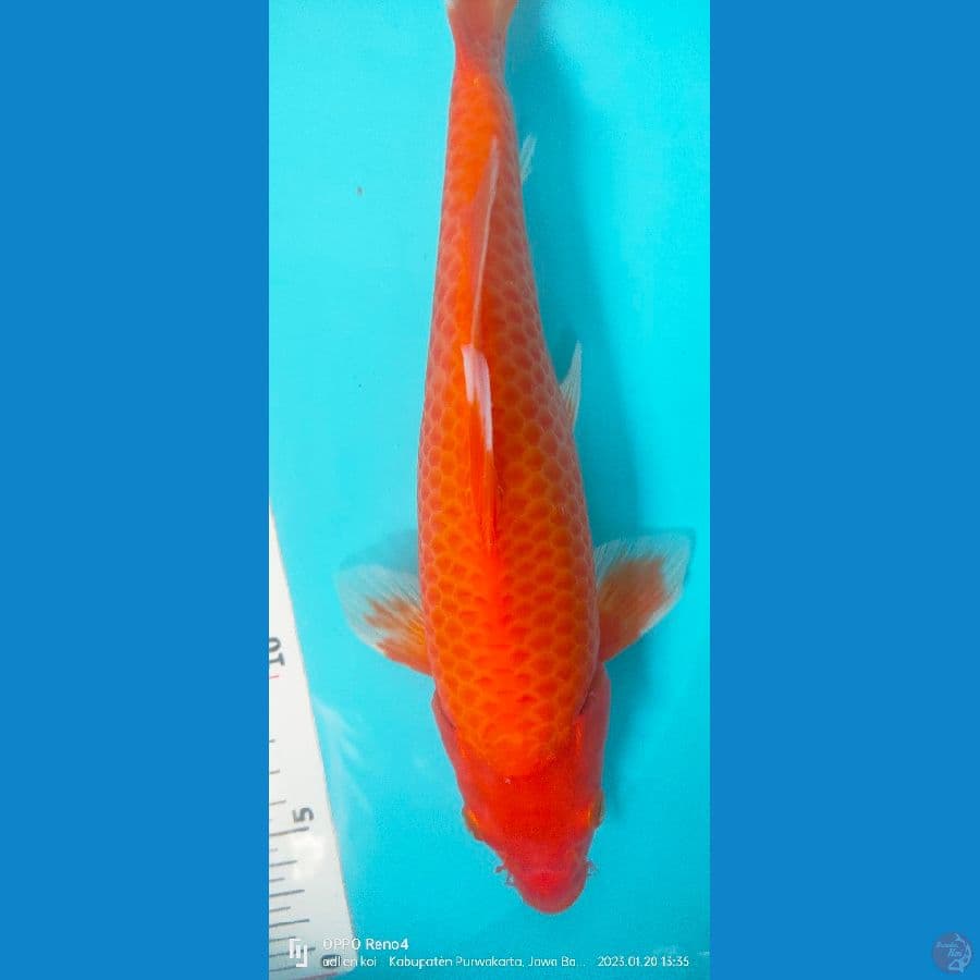 akahajiro fukurin 30 cm