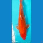 akahajiro fukurin 30 cm