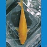 KARASI CORN 18 CM 