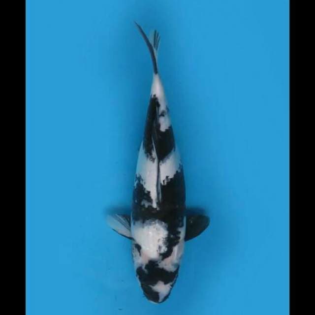 33cm Female - Shiro Jet Black 