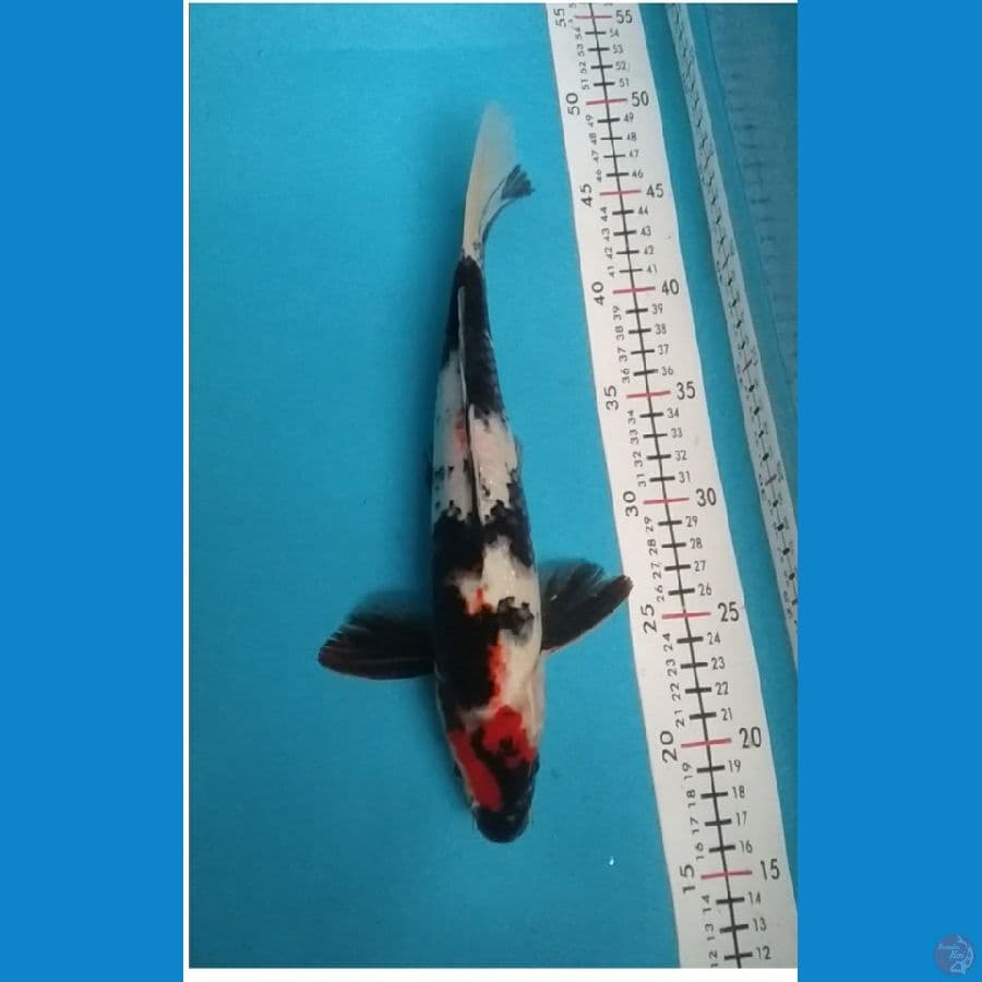 Showa31cm jantan