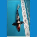Showa31cm jantan
