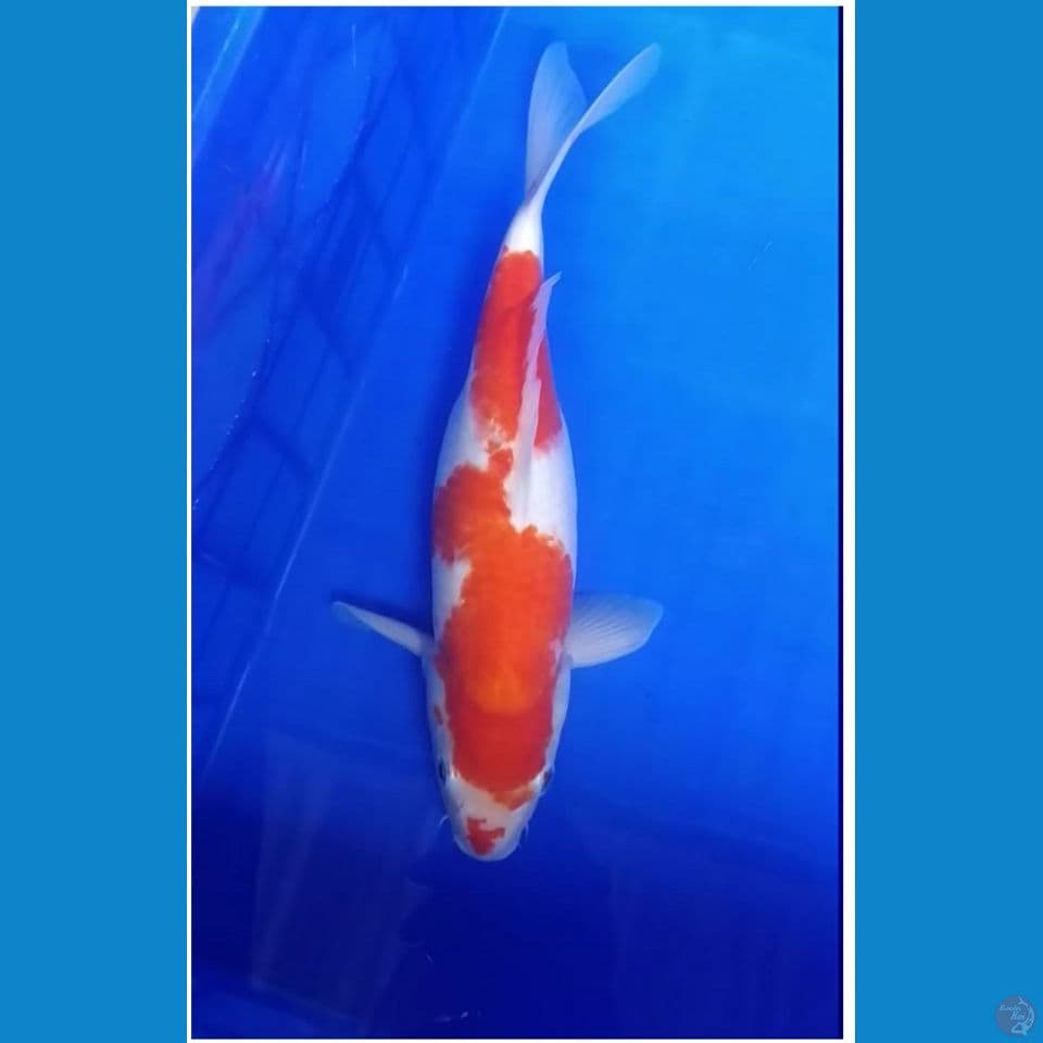 Kohaku female 33cm
