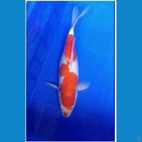 Kohaku female 33cm