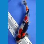 showa 29 cm