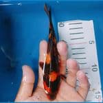 Hiu tembus 17 cm
