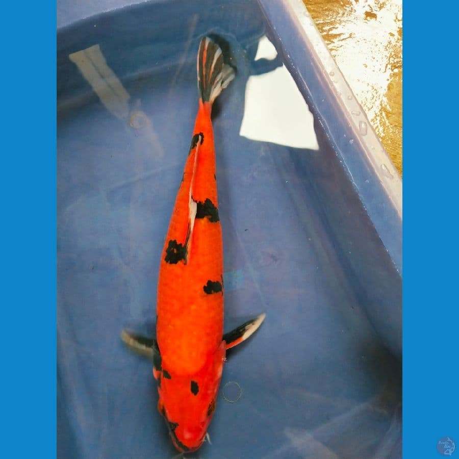 Akasanke 34cm