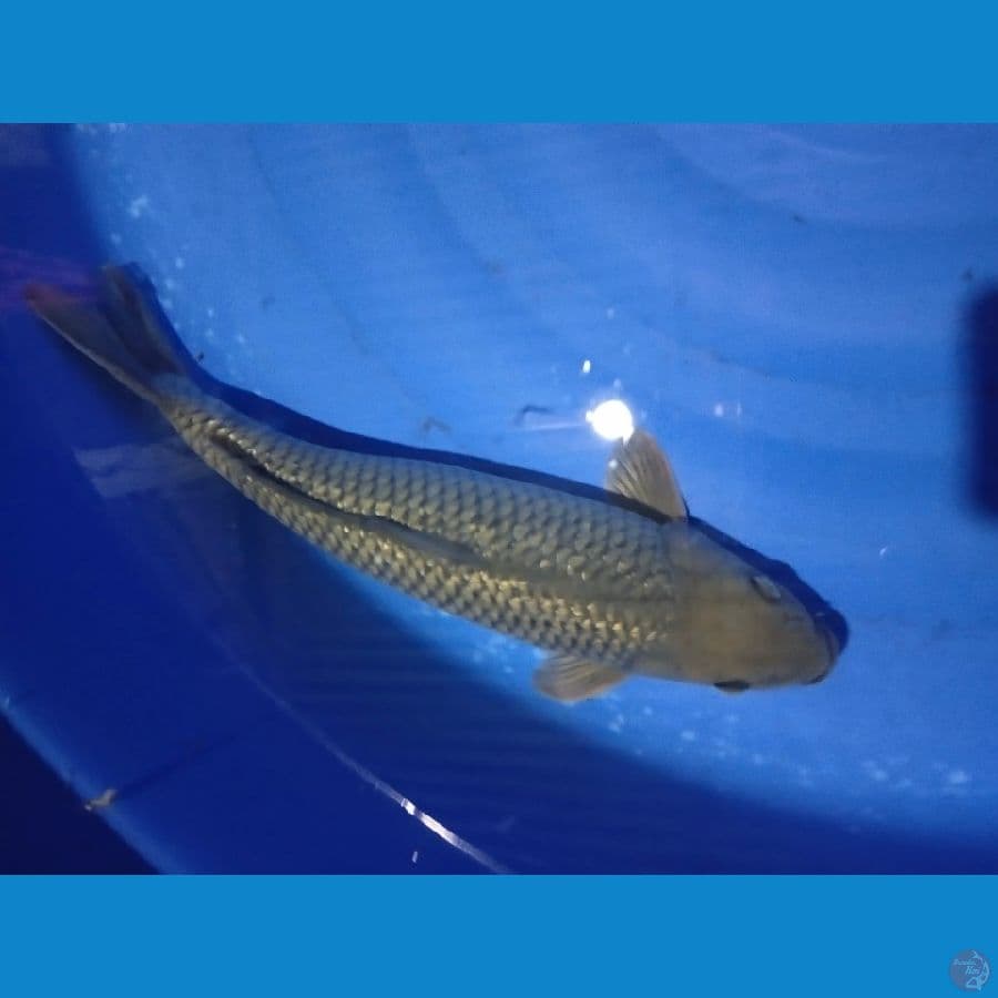 soragoi gonrin 41cm