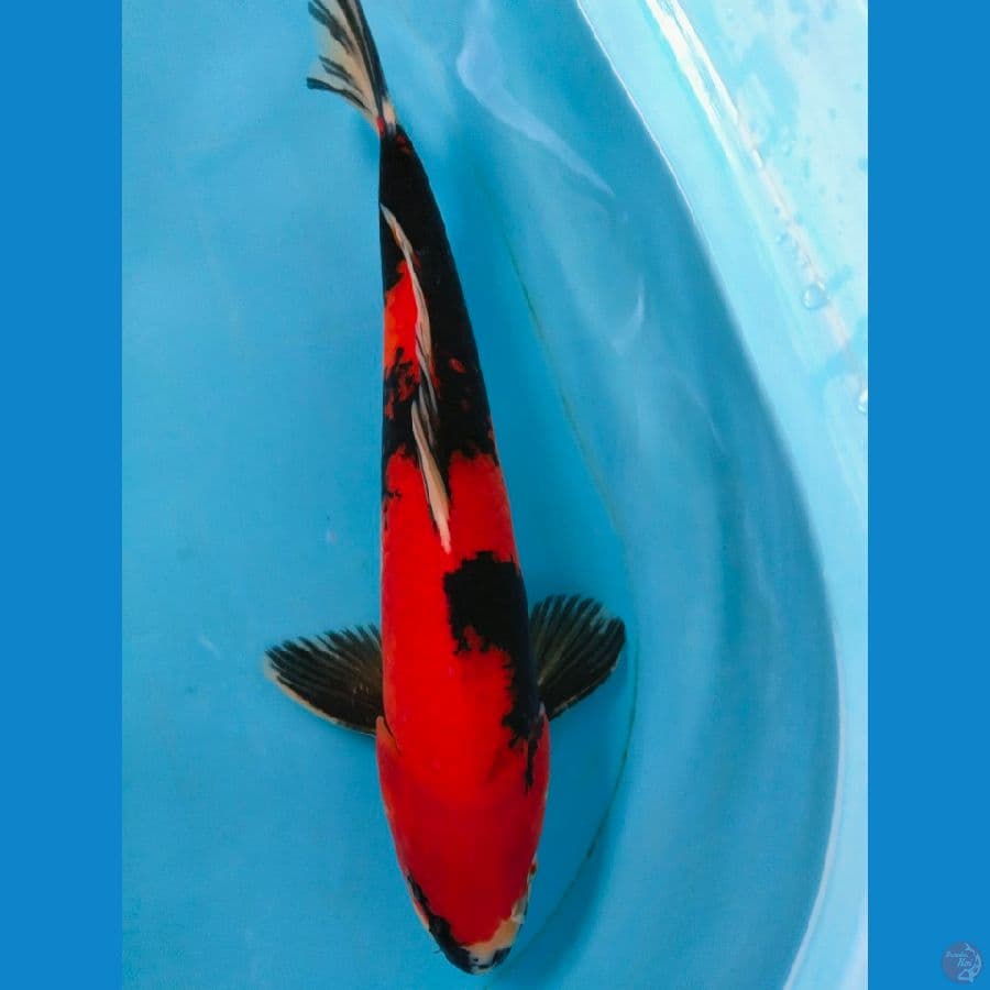 Hishowa 44cm jantan
