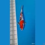 SPESIAL ORIGINAL ~ KINDAI SHOWA MALE 34 CM PROSPEK CERAH