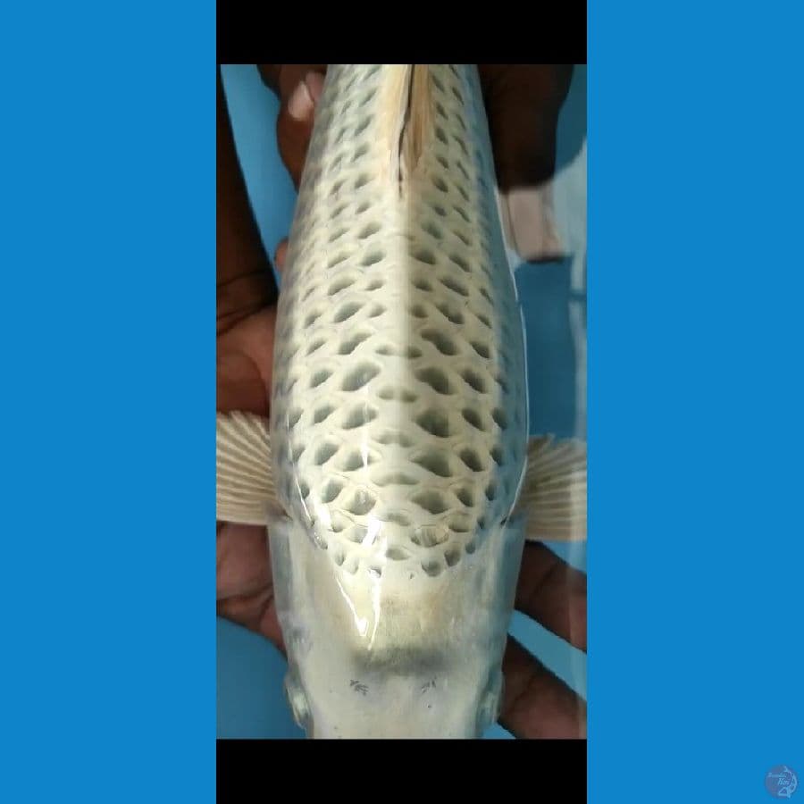 mukasi punuk 37cm
