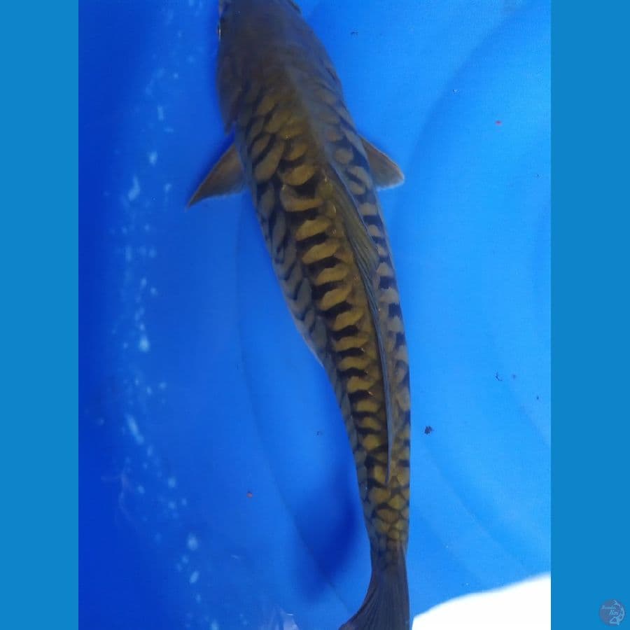 midori sisik naga 42cm jantan