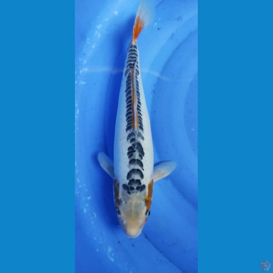 suaui 44cm
