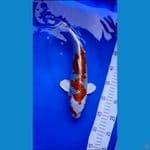 kujaku male 32 cm